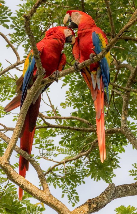 House Of The Macaws Bed & Breakfast Tarcoles Exterior photo